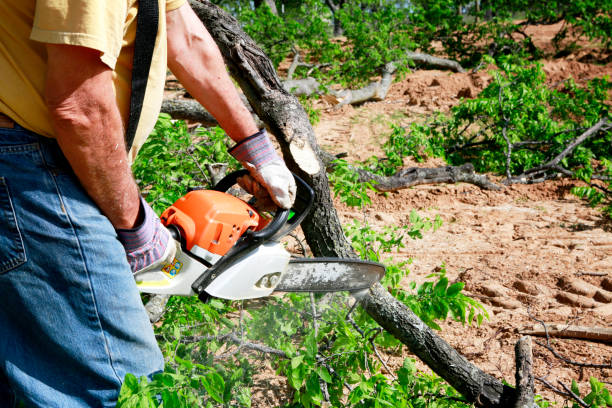 Best Affordable Tree Service  in Pike Creek Valley, DE